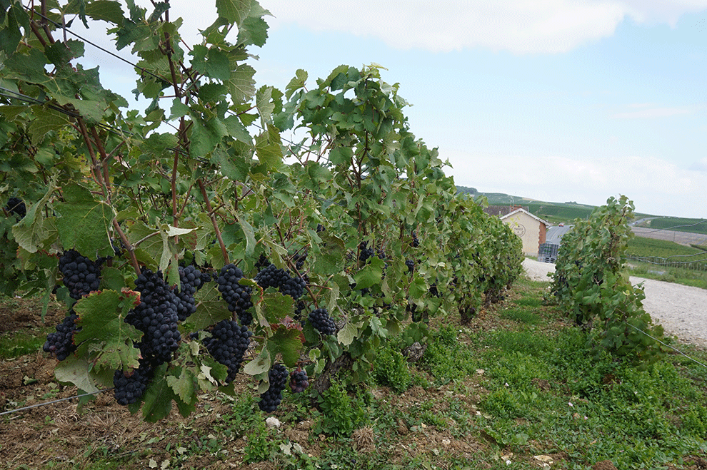 Montanha-de-Reims-uvas