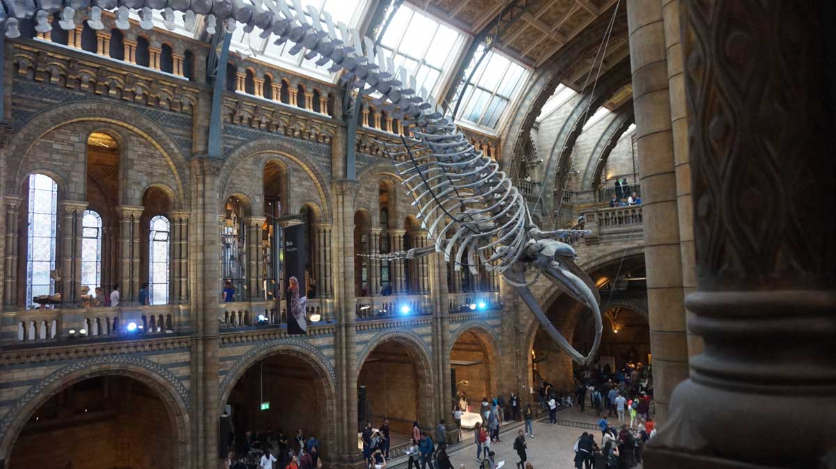 Museu de Historia Natural de Londres 